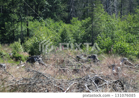 in the forest 131076085