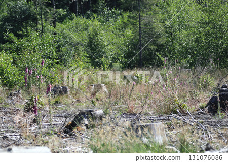 in the forest 131076086