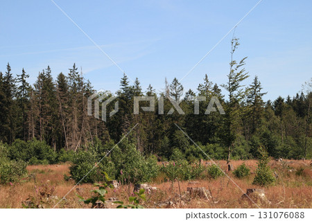 in the forest 131076088