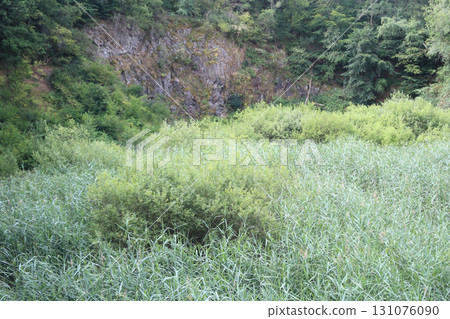 in the forest 131076090