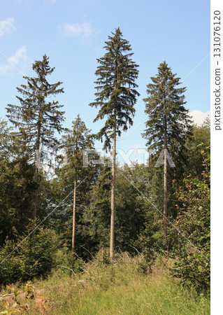 in the forest 131076120