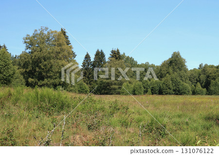 in the forest 131076122