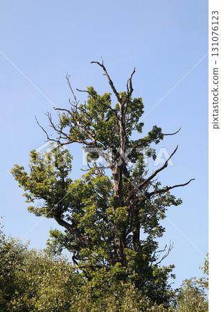 in the forest 131076123