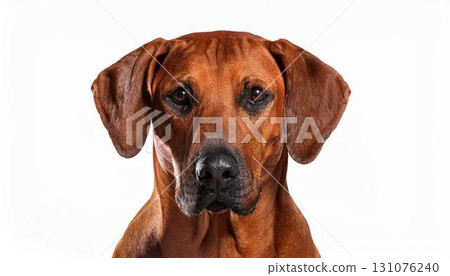 Rhodesian Ridgeback portrait 131076240