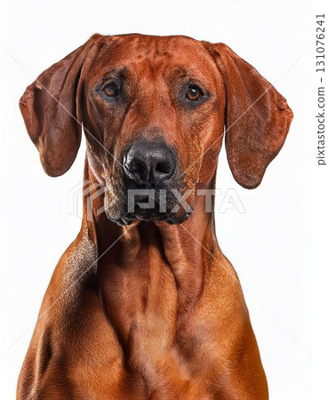 Rhodesian Ridgeback portrait 131076241