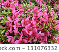 A cluster of pink Satsuki azalea flowers in full bloom 131076332