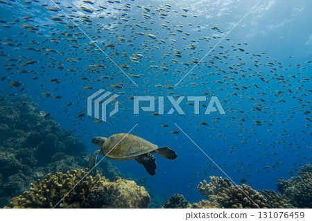 綠海龜優雅地游泳 131076459