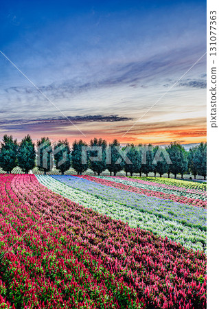 北海道富良野市富田農場夏季美麗的花田 131077363