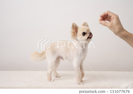 吉娃娃哞哞得到獎勵 131077676