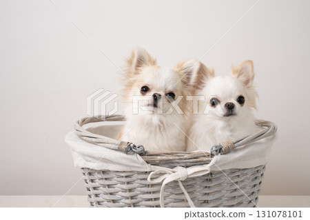 White background and two Chihuahuas in a basket White background and two Chihuahuas in a basket 131078101