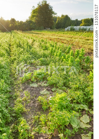 Photo of an organic vegetable farm at sunset, selective focus. Photo of an organic vegetable farm at sunset, selective focus. 131078117