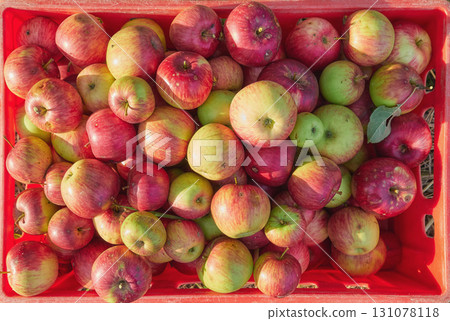 Fresh organic apples in a container. 131078118