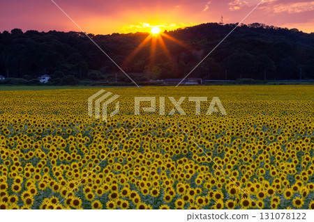 栃木縣芳賀郡上山市益子町向日葵節上盛開的向日葵田以及夕陽和天空。 131078122