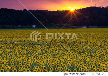 栃木縣芳賀郡上山市益子町向日葵節上盛開的向日葵田以及夕陽和天空。 栃木縣芳賀郡上山市益子町向日葵節上盛開的向日葵田以及夕陽和天空。 131078123