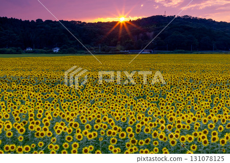 栃木縣芳賀郡上山市益子町向日葵節上盛開的向日葵田以及夕陽和天空。 栃木縣芳賀郡上山市益子町向日葵節上盛開的向日葵田以及夕陽和天空。 131078125