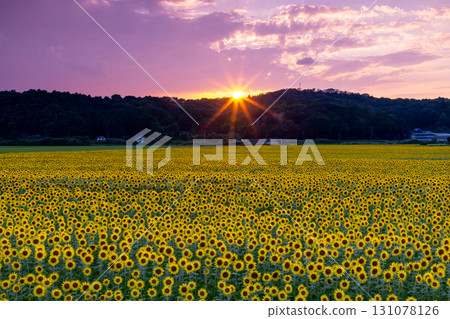 栃木縣芳賀郡上山市益子町向日葵節上盛開的向日葵田以及夕陽和天空。 131078126
