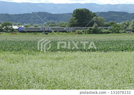 佐呂別特快列車穿越宗谷本線的蕎麥田 佐呂別特快列車穿越宗谷本線的蕎麥田 131078132