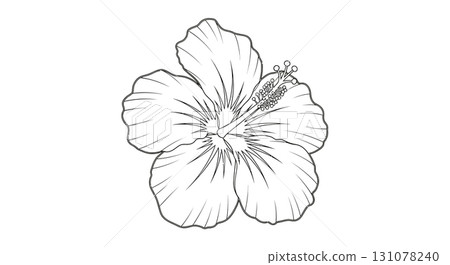 Delicate Hibiscus Flower Line Art Illustration 131078240