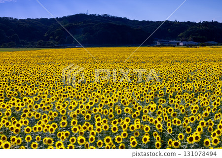 A sunflower field in full bloom and a blue sky at the Mashiko Town Sunflower Festival in Kaminoyama, Mashiko Town, Haga County, Tochigi Prefecture A sunflower field in full bloom and a blue sky at the Mashiko Town Sunflower Festival in Kaminoyama, Mashiko Town, Haga County, Tochigi Prefecture 131078494