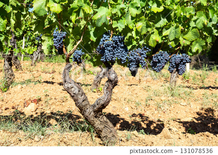 Vineyard stumps with bunches of ripe grapes among the branches. Agriculture. Vineyard stumps with bunches of ripe grapes among the branches. Agriculture. 131078536