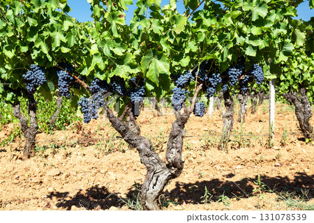 Vineyard stumps with bunches of ripe grapes among the branches. Agriculture. Vineyard stumps with bunches of ripe grapes among the branches. Agriculture. 131078539