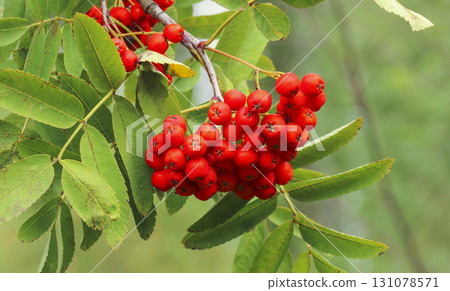 Bunch of rowan berries 131078571