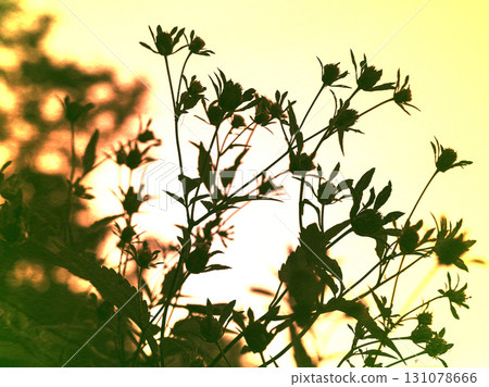 Silhouette of wildflowers against a beautiful gradient sunset yellow sky. Silhouetted wild flowers in bloom. Abstract dreamy artwork with flowers. 131078666
