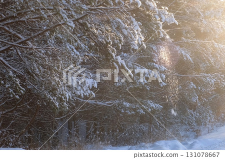 Sun gently illuminating snow covered pine trees in winter time on wild nature. 131078667