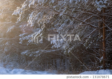 Sun gently illuminating snow covered pine forest in winter time on wild nature. 131078671