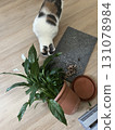 Domestic cat dropped a flower pot 131078984