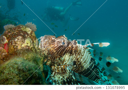 A close-up photo of a beautiful Red Lionfish, Pterois volitans at a Red Sea tropical coral reef 131078995