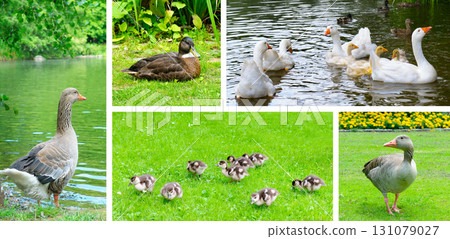 Greylag geese and ducks resting and swimming in tranquil outdoor environments. Greylag geese and ducks resting and swimming in tranquil outdoor environments. 131079027