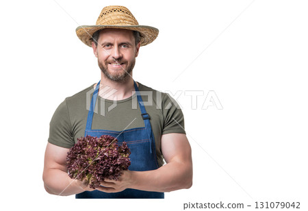 greengrocer in apron and hat holding lettuce vegetable isolated on white greengrocer in apron and hat holding lettuce vegetable isolated on white 131079042