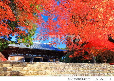 [Kyoto Prefecture] Autumn leaves on the approach to Jingoji Temple, Mount Takao (Kondo) 131079094