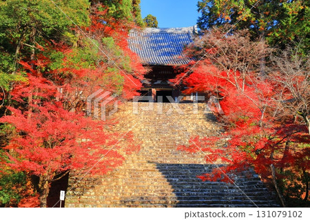 [Kyoto Prefecture] Autumn leaves on the approach to Jingoji Temple, Mount Takao (Kondo) 131079102