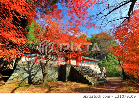 [Kyoto Prefecture] Autumn leaves on the approach to Jingoji Temple, Mount Takao (Tahoto Pagoda) 131079109