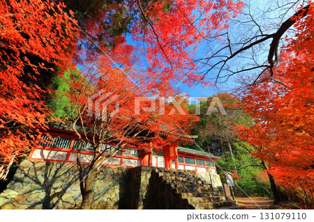 [京都府] 高尾山神護寺（多寶塔）參道上的紅葉 131079110