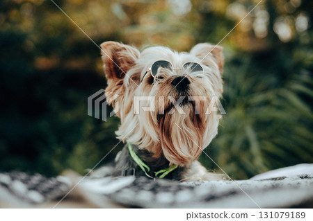 Stylish Yorkshire Terrier wearing sunglasses outdoors. Cute small dog with long silky hair, confident look, and charming pose. Perfect pet portrait Stylish Yorkshire Terrier wearing sunglasses outdoors. Cute small dog with long silky hair, confident look, and charming pose. Perfect pet portrait 131079189