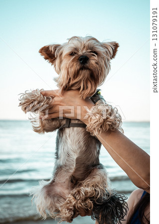 A cute Yorkshire Terrier dog is held up near the ocean looking at the camera. A small Yorkie doggy is being held up by a person against sea and beach A cute Yorkshire Terrier dog is held up near the ocean looking at the camera. A small Yorkie doggy is being held up by a person against sea and beach 131079191