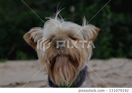 Close-up shot of a charming Yorkshire Terrier with a snout in the sand, capturing its expressive muzzle and shaggy hair. Close-up shot of a charming Yorkshire Terrier with a snout in the sand, capturing its expressive muzzle and shaggy hair. 131079192