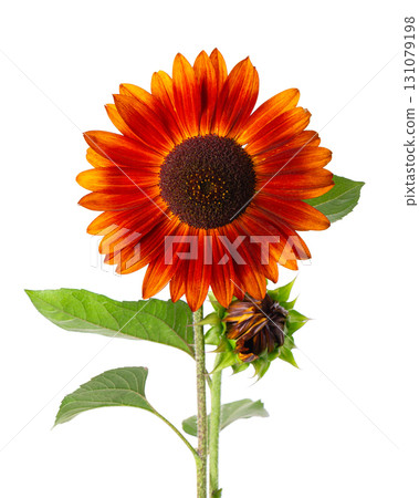 Red sunflower with green leaves, isolated on white background. Decorative sunflower flower. Clipping path. Red sunflower with green leaves, isolated on white background. Decorative sunflower flower. Clipping path. 131079198