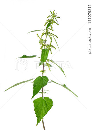 Nettle plant isolated on white background. Green common nettle, burn nettle, stinging nettle or Urtica dioica. Medicinal and culinary herb. Clipping path. 131079215