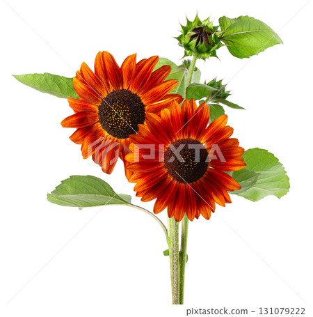 Red sunflower with green leaves, isolated on white background. Decorative sunflower flower. Clipping path. Red sunflower with green leaves, isolated on white background. Decorative sunflower flower. Clipping path. 131079222