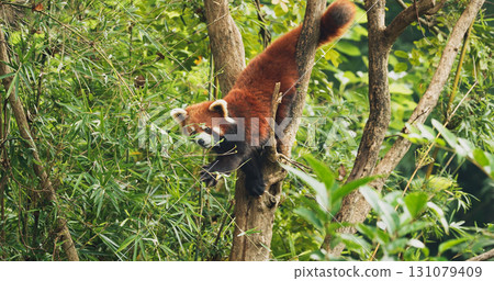 Agile Red Panda Panda Climbs Tree. Ailurus Fulgens Or Lesser Panda Is Small Mammal Native To The Eastern Himalayas And Southwestern China. Red Pandas Are Also Symbol Of Goodness And Good Fortune In 131079409