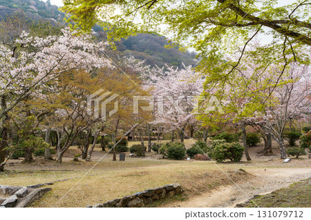 京都嵐山公園龜山地區春季櫻花盛開 131079712