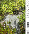Wild blueberries in the forest 131079800