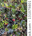 Wild lingonberries in the forest, red berries and moss 131079801