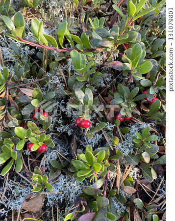 Wild lingonberries in the forest, red berries and moss Wild lingonberries in the forest, red berries and moss 131079801