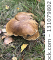 A large mushroom in the forest 131079802