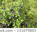 Wild blueberries in the forest 131079803